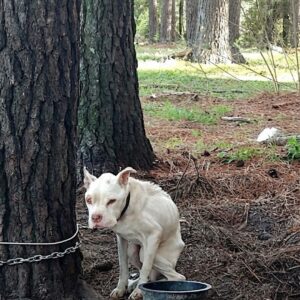 Rescue Mission Transforms Mama the Pitbull from Abandonment to Adoration