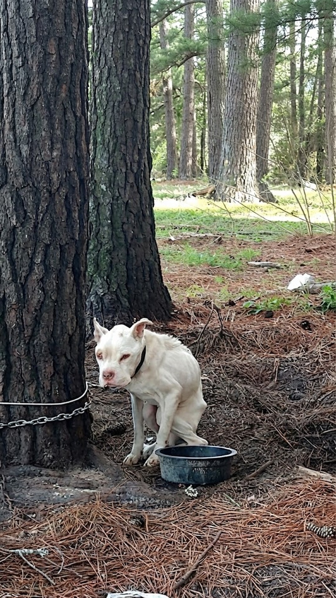 Rescue Mission Transforms Mama the Pitbull from Abandonment to Adoration