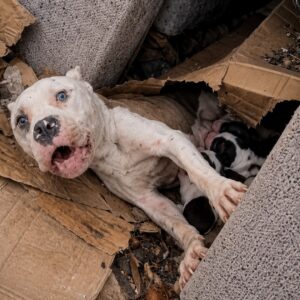 Lucky the Dog Emerges from the Trash with a Newfound Strength