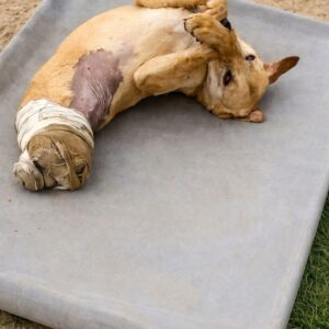 Rescue Dog's Journey from Ruins to Recovery Over Six Months