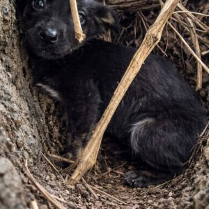 From Hiding Under Leaves to a Loving Home: One Puppy’s Journey