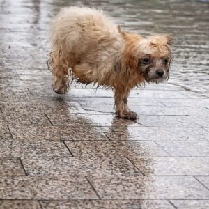 Abandoned Puppy Finds Hope After Rescue and Medical Care
