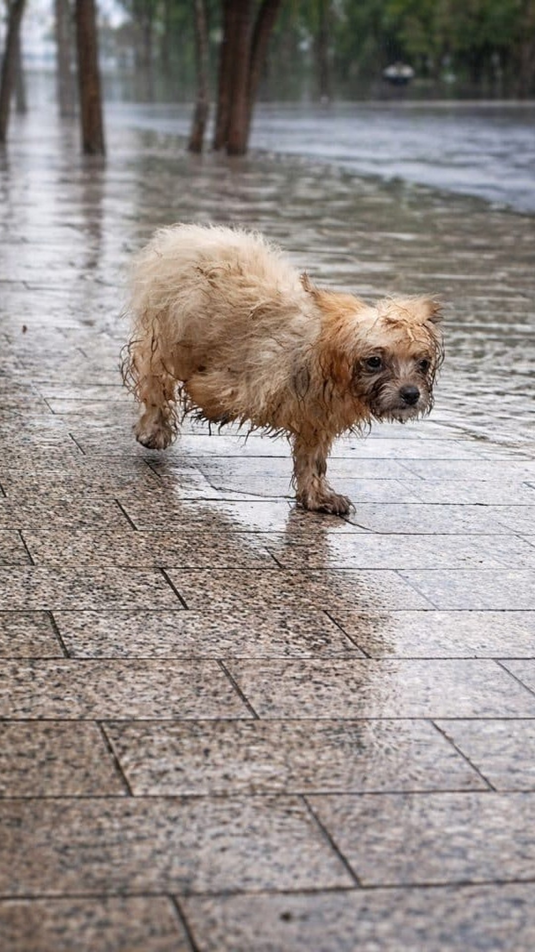 Abandoned Puppy Finds Hope After Rescue and Medical Care