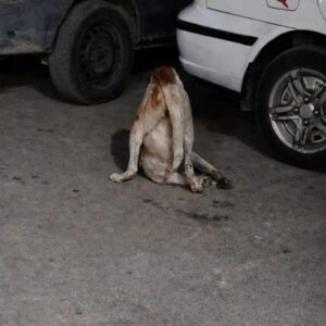 Cleopatra Transforms from Struggling on the Street to Thriving in a Wheelchair