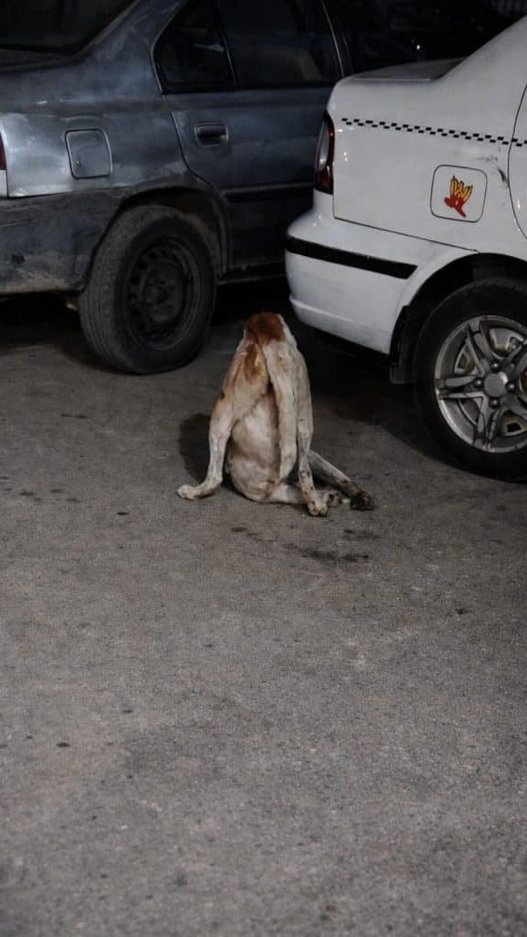 Cleopatra Transforms from Struggling on the Street to Thriving in a Wheelchair