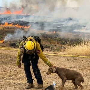 Firefighters Rescue Trembling Dog from Devastating Wildfire Ruins