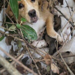 Mother Dog Protects Her Six Newborn Puppies in a Desperate Bid for Survival