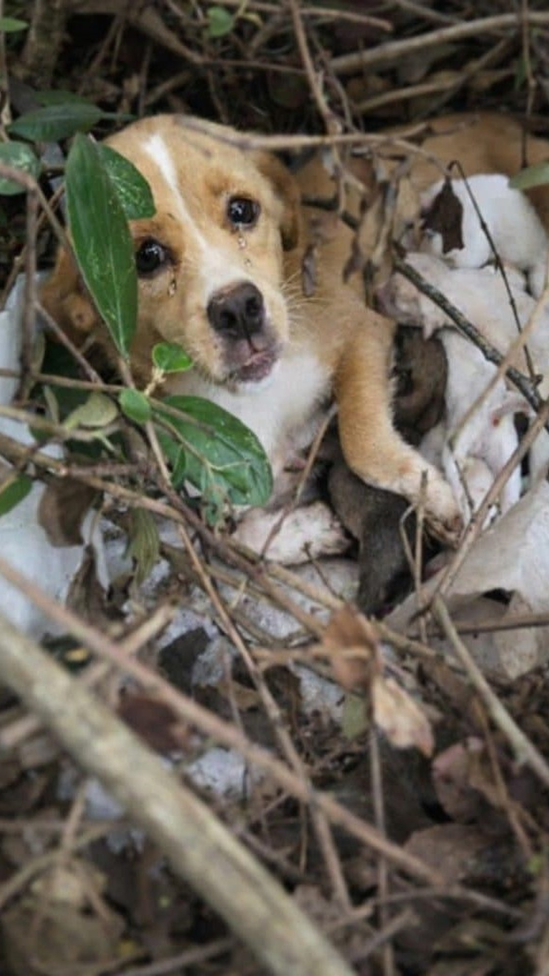Mother Dog Protects Her Six Newborn Puppies in a Desperate Bid for Survival