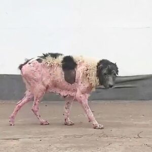 Lunya's Remarkable Recovery: From Abandonment to Joyful Walks