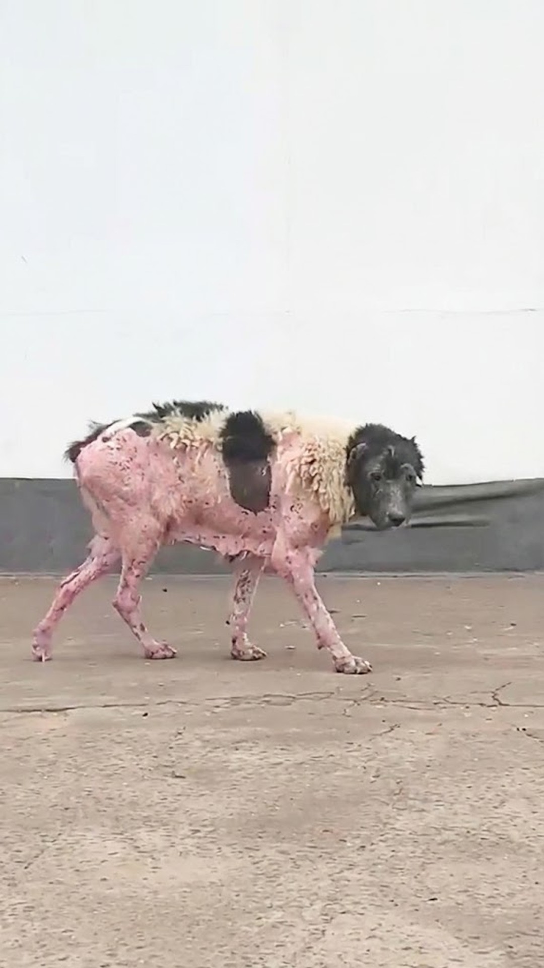 Lunya's Remarkable Recovery: From Abandonment to Joyful Walks