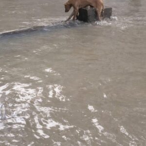 Brown Dog Leaps into Floodwaters as Rescuers Await