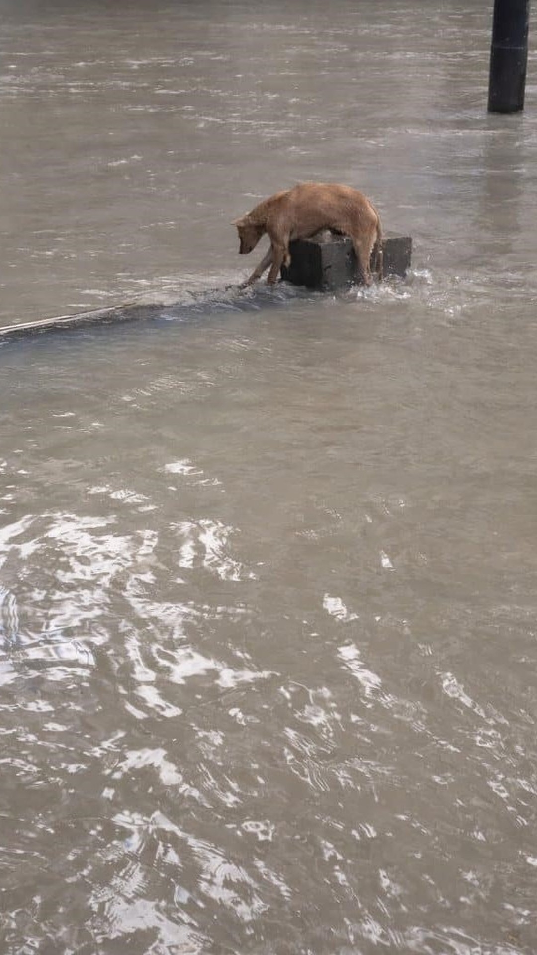 Brown Dog Leaps into Floodwaters as Rescuers Await