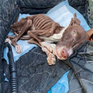 From Starvation to Recovery: Mily's Journey from Abandonment to Healing