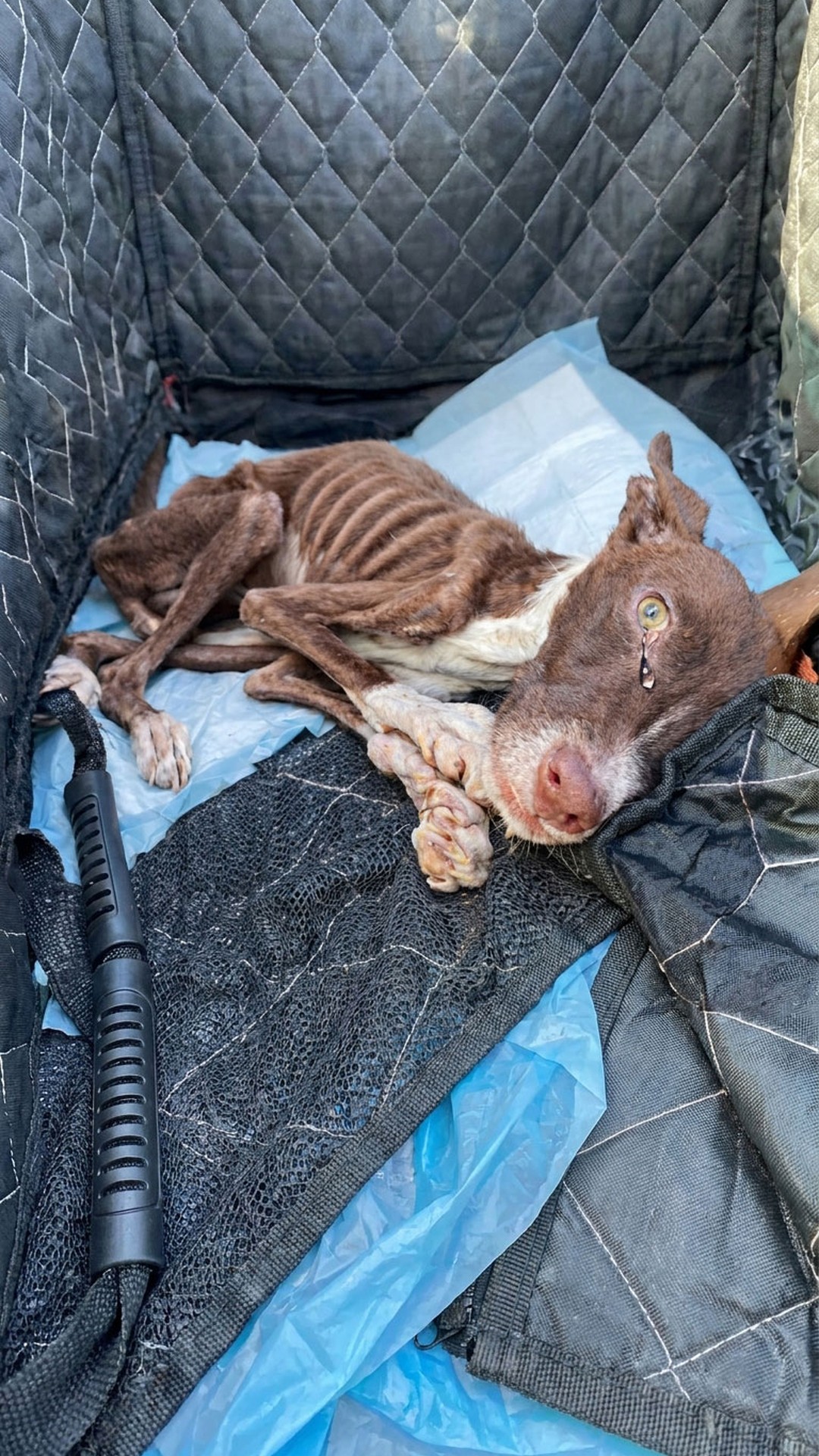 From Starvation to Recovery: Mily's Journey from Abandonment to Healing