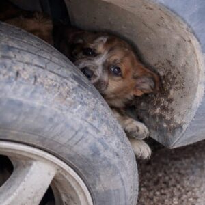 Puppy Rescued from a Wheel Well Transitions from Panic to Trust