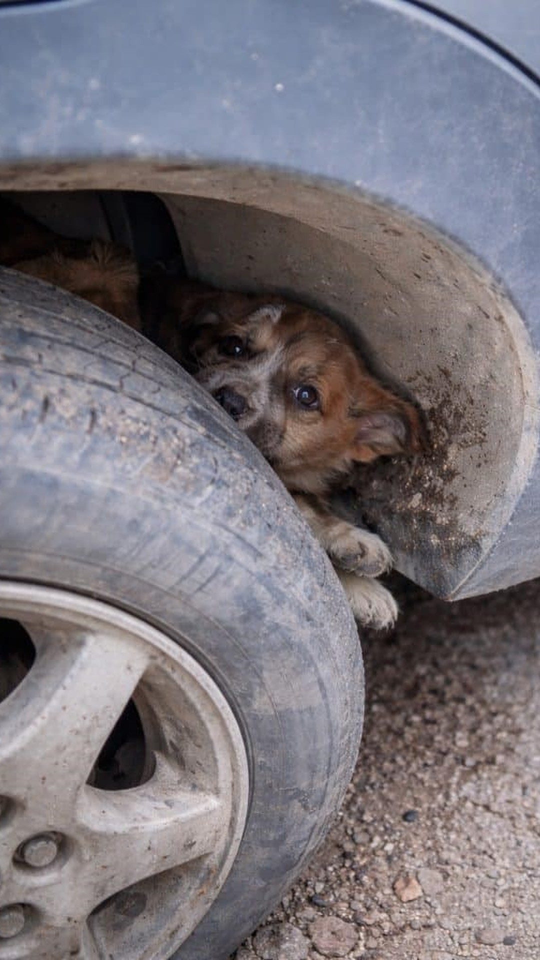 Puppy Rescued from a Wheel Well Transitions from Panic to Trust