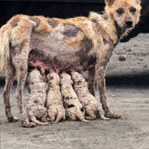 Pregnant Dog Rescued from Market Finds Safety and Gives Birth to Six Puppies