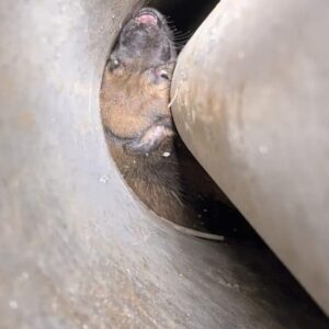 Rescue Team Saves Two Puppies Trapped in a Borewell