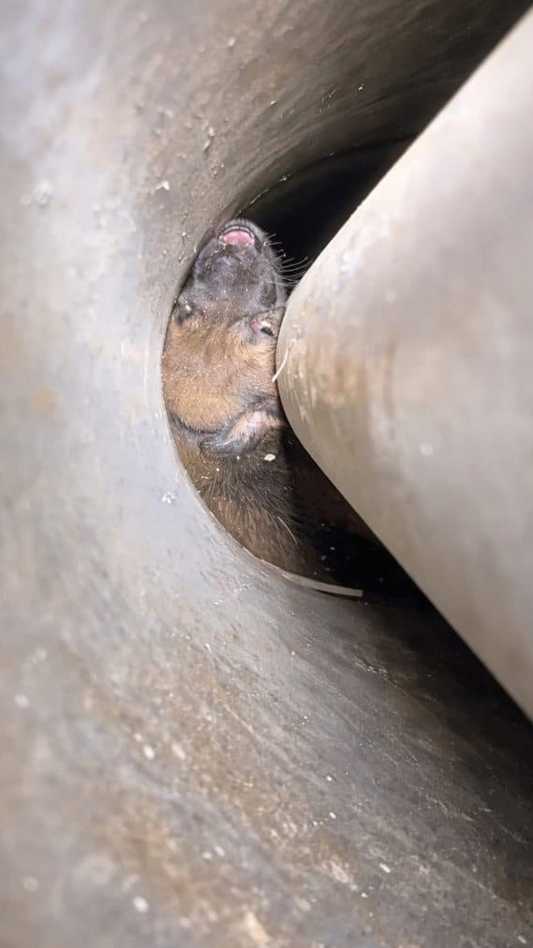 Rescue Team Saves Two Puppies Trapped in a Borewell