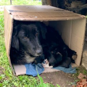 Rescuers Find Mother Dog Huddling with Puppies in a Cardboard Box