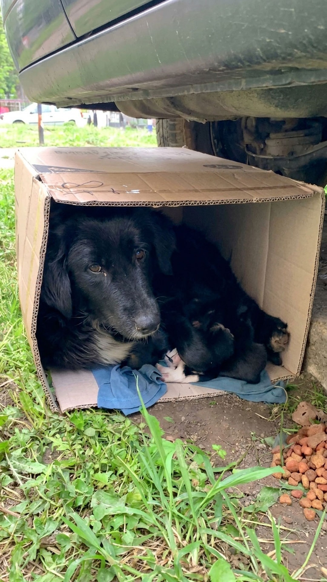 Rescuers Find Mother Dog Huddling with Puppies in a Cardboard Box