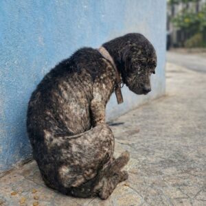 Neiya's Week of Waiting: Dog Found Starving by the Roadside