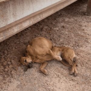 Vitória's Remarkable Recovery as She Learns to Walk on Three Legs