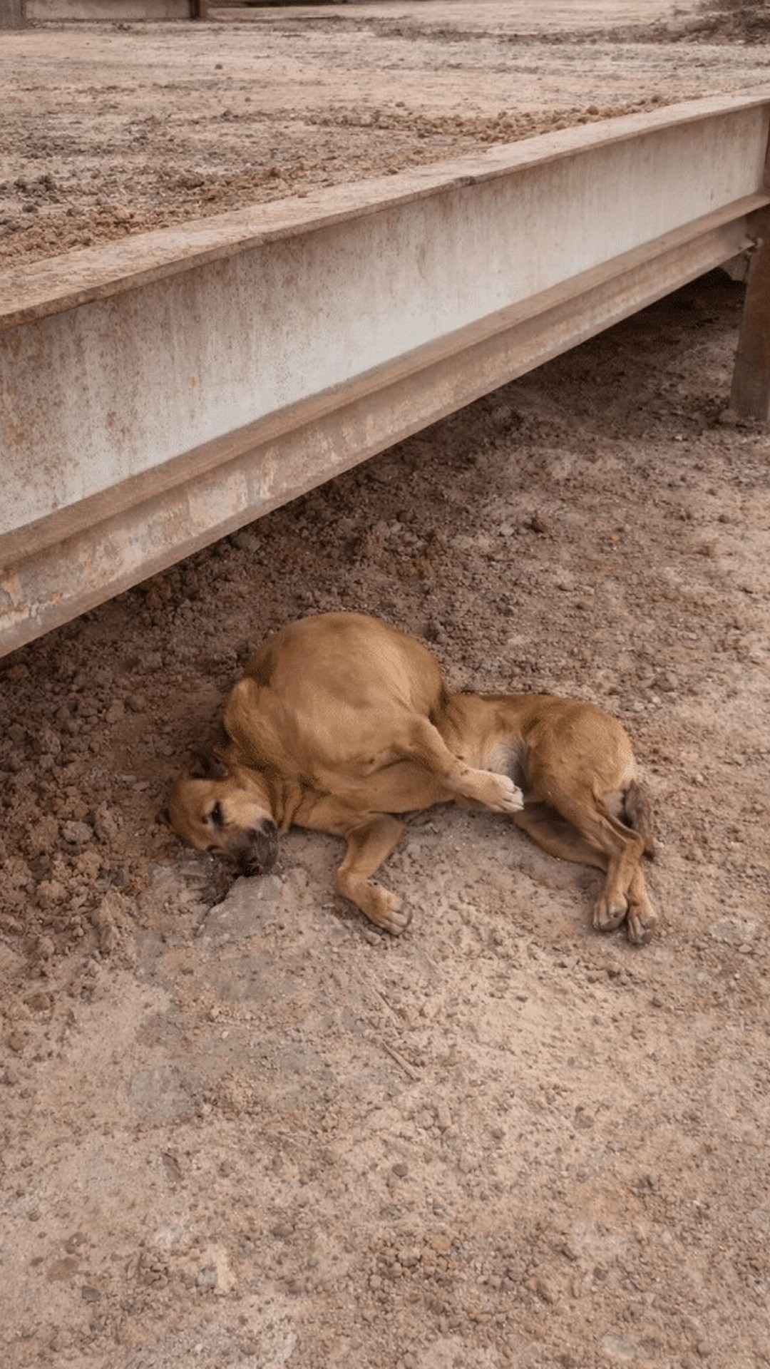 Vitória's Remarkable Recovery as She Learns to Walk on Three Legs