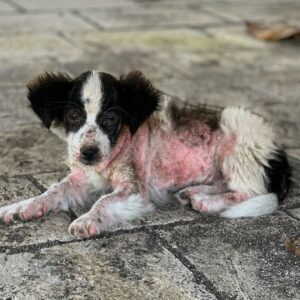 Seven-Week-Old Puppy Transforms After Rescue from Riverbank Abandonment