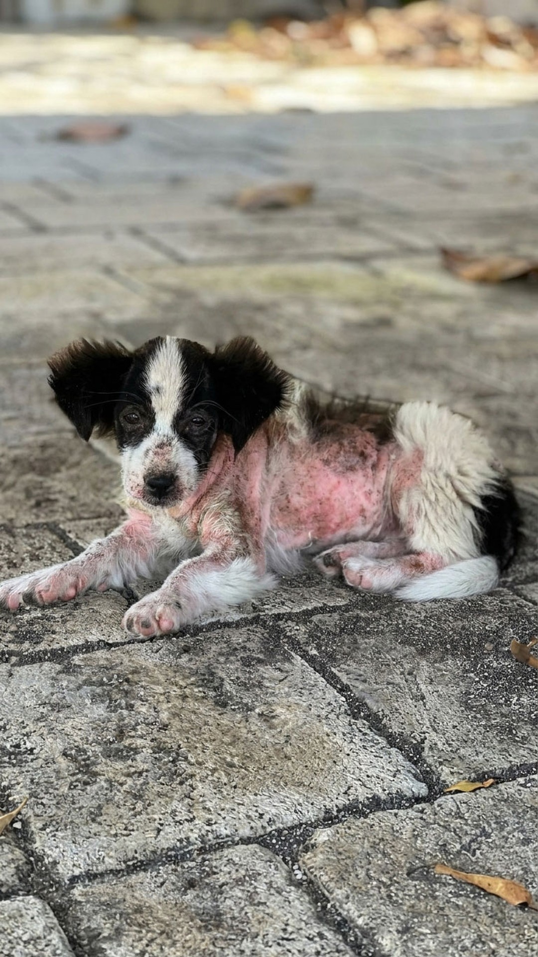 Seven-Week-Old Puppy Transforms After Rescue from Riverbank Abandonment