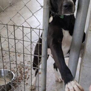 A Shelter Dog's Gentle Gesture Leads to a Loving Home After 18 Months
