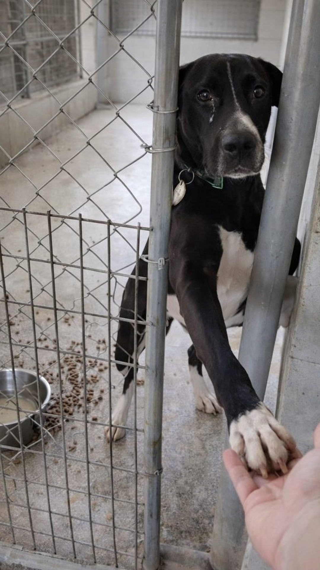A Shelter Dog's Gentle Gesture Leads to a Loving Home After 18 Months