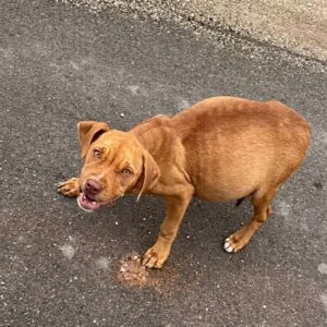 Puppy Undi's Journey: Five Months of Struggle and Tender Care