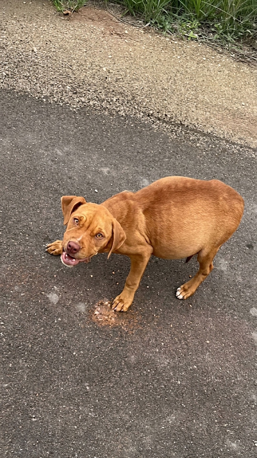 Puppy Undi's Journey: Five Months of Struggle and Tender Care