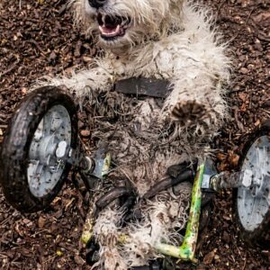 From Paralyzed to Playful: Jack's Unstoppable Spirit in the Forest
