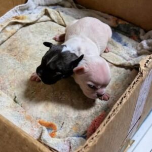 Two Puppies Share a Body but Live as Unique Individuals