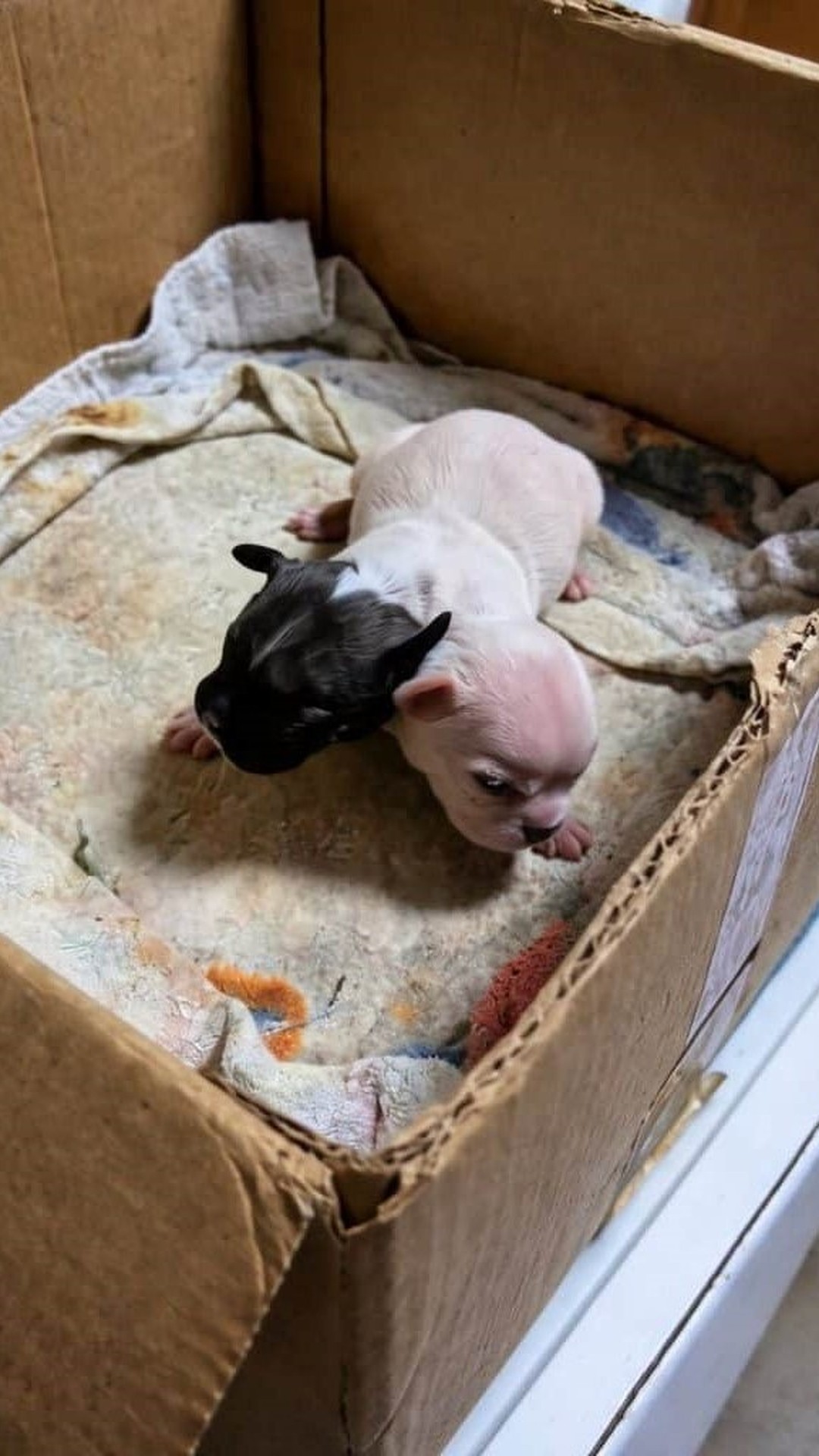 Two Puppies Share a Body but Live as Unique Individuals