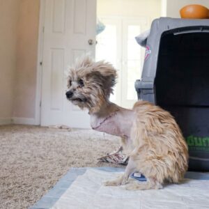 Noel the Puppy Makes a Remarkable Recovery After Life-Threatening Injuries