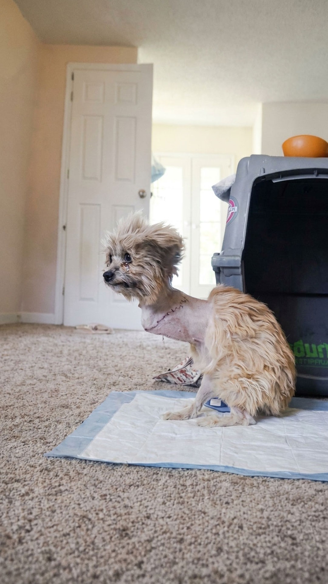 Noel the Puppy Makes a Remarkable Recovery After Life-Threatening Injuries
