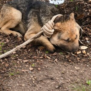 Socrates the Dog Emerges from Darkness to Find a Loving Home