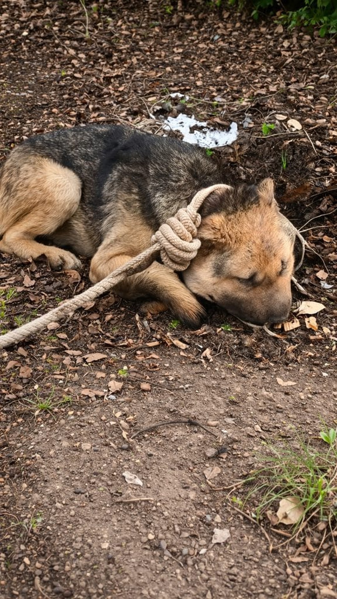 Socrates the Dog Emerges from Darkness to Find a Loving Home