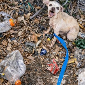 Tiny Chihuahua Found Tethered in the Woods Begins New Life with Loving Family