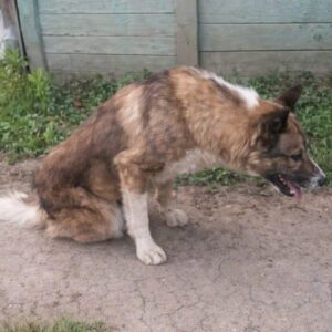 Rescue Team Discovers Arnie After Days of Suffering Alone