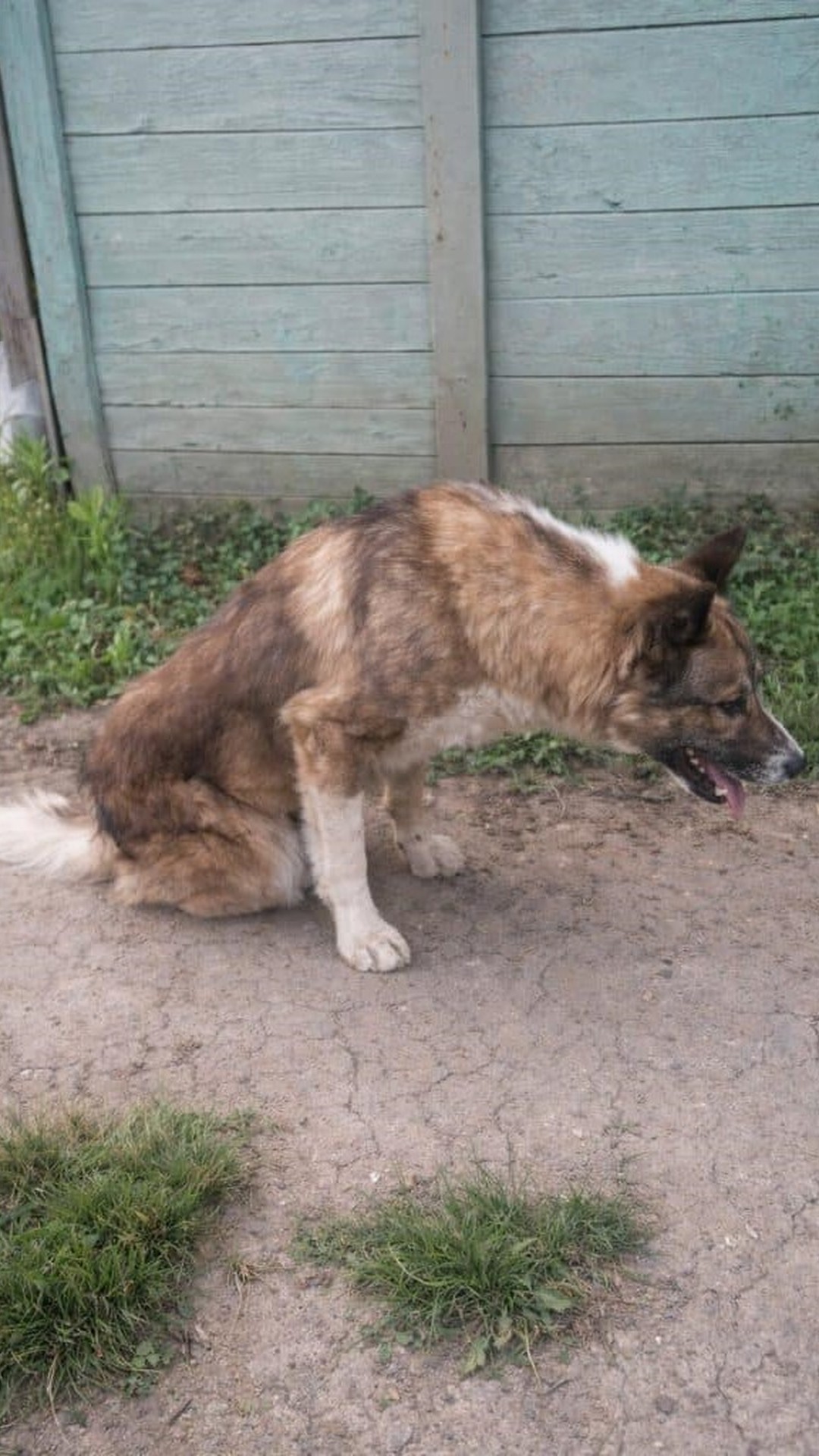 Rescue Team Discovers Arnie After Days of Suffering Alone