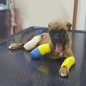 Askim the Two-Legged Puppy Shows Remarkable Resilience in Recovery