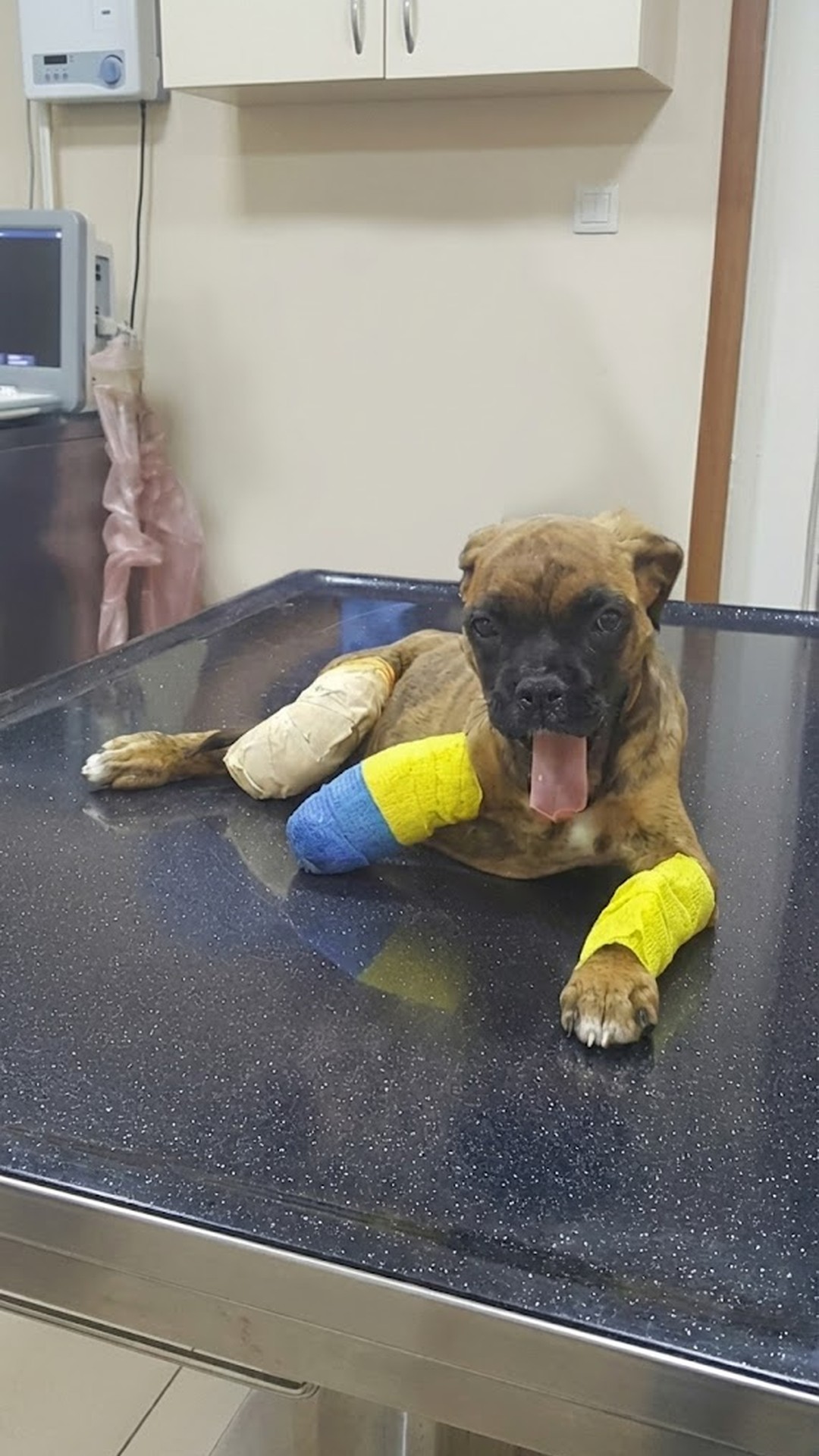 Askim the Two-Legged Puppy Shows Remarkable Resilience in Recovery