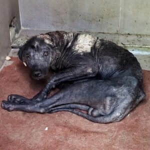 From Terror to Trust: Dog's Remarkable Healing Journey After Rescue