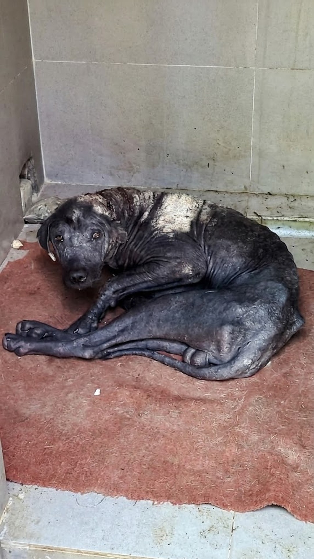 From Terror to Trust: Dog's Remarkable Healing Journey After Rescue