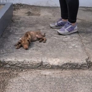Fenix's Remarkable Recovery as He Transitions from Fragile to Thriving