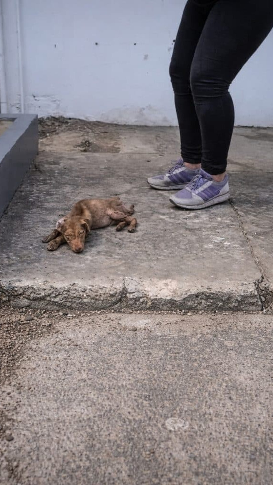 Fenix's Remarkable Recovery as He Transitions from Fragile to Thriving